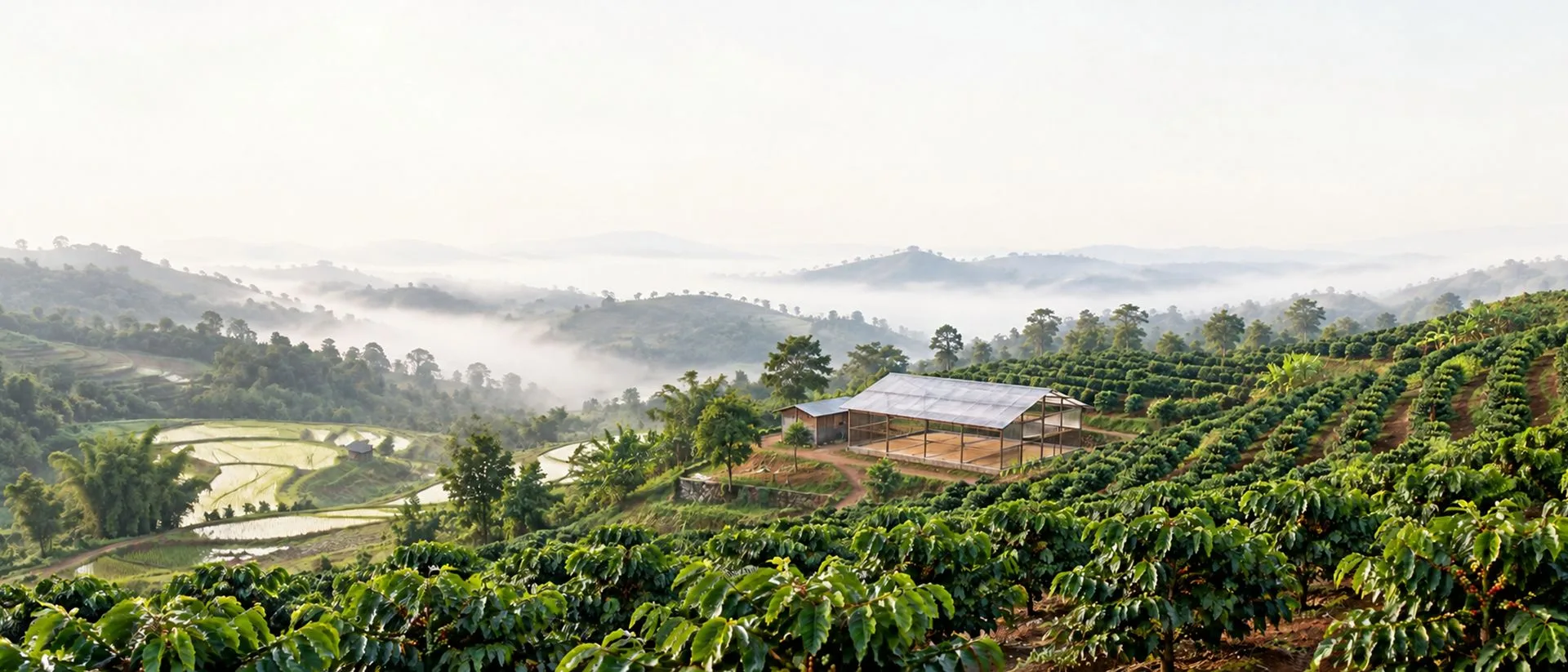 Ruộng bậc thang, vườn cà phê và nhà sấy trong sương sớm